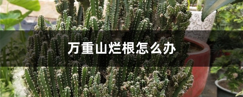 万重山烂根怎么办 万重山烂根怎么办