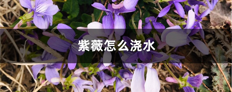 紫薇怎么浇水 紫薇怎么浇水
