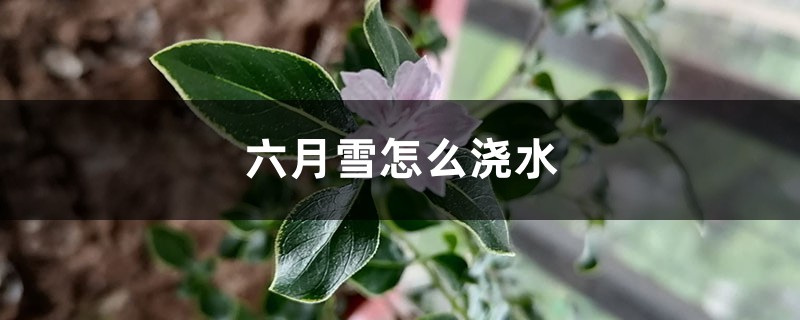 六月雪怎么浇水 六月雪怎么浇水