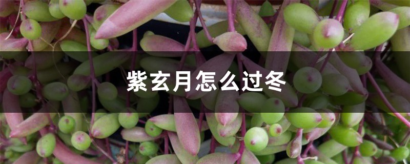紫玄月怎么过冬 紫玄月怎么过冬