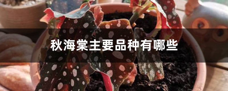 秋海棠主要品种 秋海棠主要品种
