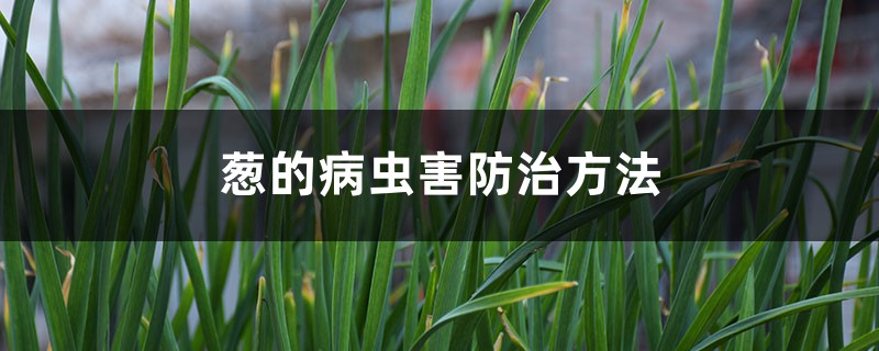 葱的病虫害防治方法 葱的病虫害防治方法
