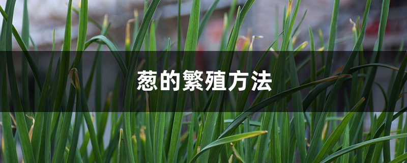 葱的繁殖方法 葱的繁殖方法