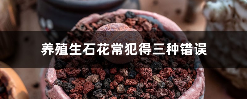 养殖生石花常犯得三种错误 养殖生石花常犯得三种错误