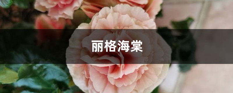 丽格海棠怎么过冬,这样做过冬不用愁! 丽格海棠怎么过冬,这样做过冬不用愁!