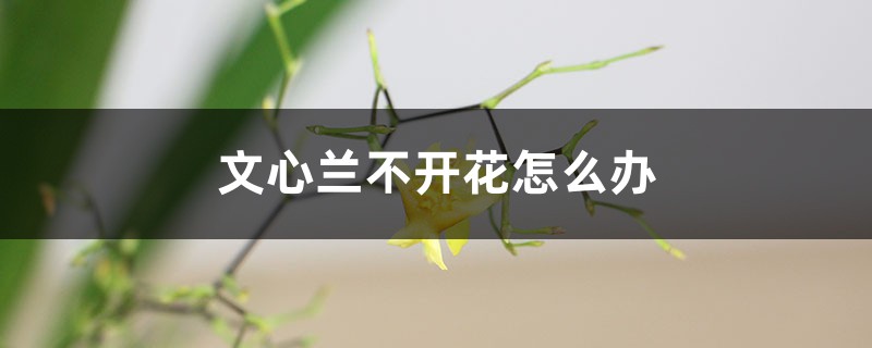 文心兰不开花怎么办 文心兰不开花怎么办