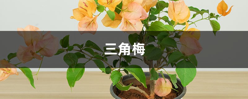 还在抱怨你家的三角梅不开花?做好这几点,四季开花不断! 还在抱怨你家的三角梅不开花?做好这几点,四季开花不断!