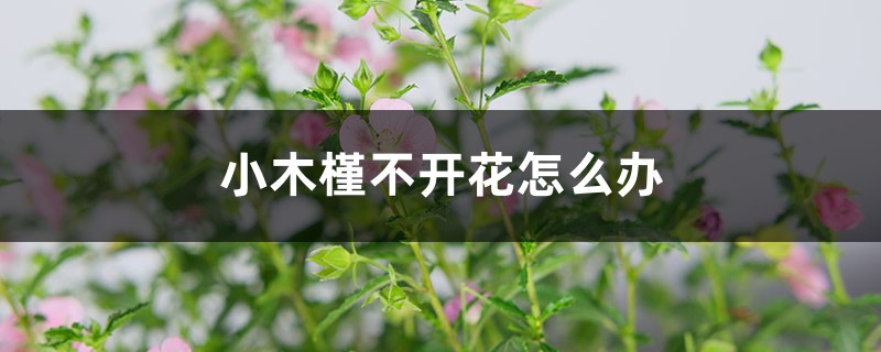 小木槿不开花怎么办 小木槿不开花怎么办