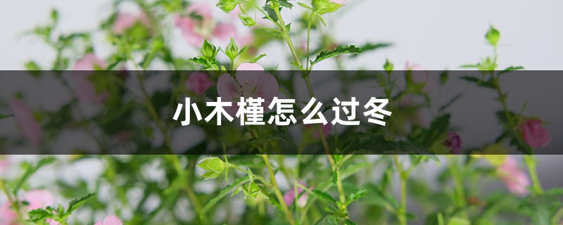 小木槿怎么过冬 小木槿怎么过冬