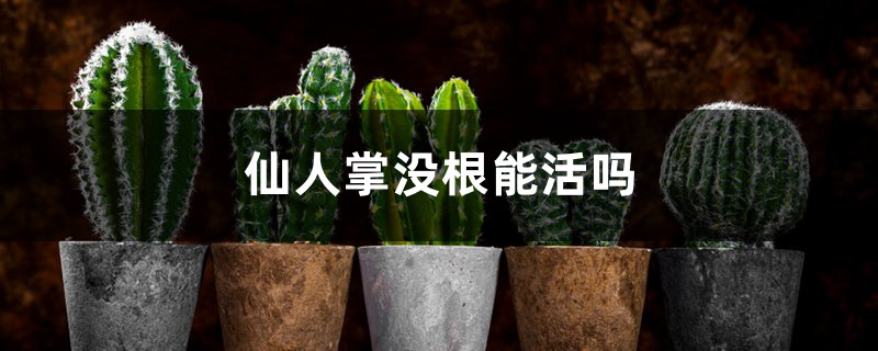 仙人掌没根能活吗 仙人掌没根能活吗