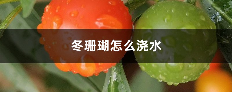 冬珊瑚怎么浇水 冬珊瑚怎么浇水