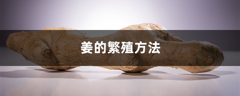 姜的繁殖方法 姜的繁殖方法