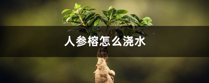 人参榕怎么浇水 人参榕怎么浇水