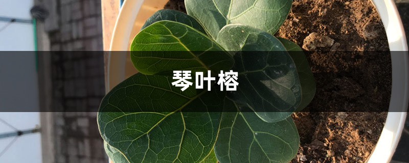 琴叶榕掉叶子怎么办,这样做叶片更健康! 琴叶榕掉叶子怎么办,这样做叶片更健康!