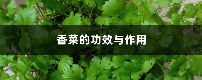 香菜的功效与作用 香菜的功效与作用