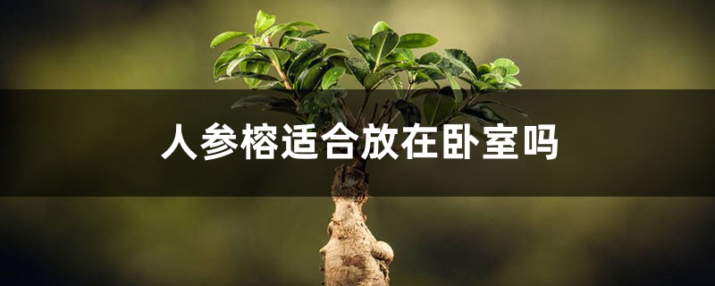 人参榕适合放在卧室吗? 人参榕适合放在卧室吗?