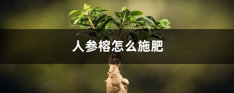 人参榕怎么施肥 人参榕怎么施肥