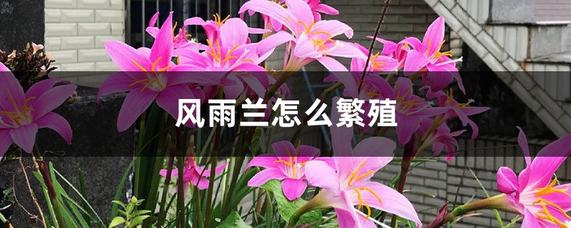 风雨兰怎么繁殖 风雨兰怎么繁殖