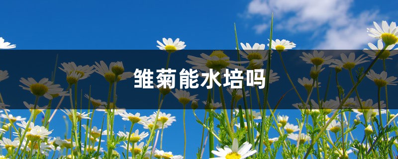 雏菊能水培吗 雏菊能水培吗