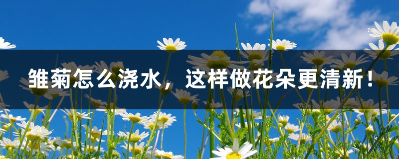 雏菊怎么浇水,这样做花朵更清新! 雏菊怎么浇水,这样做花朵更清新!