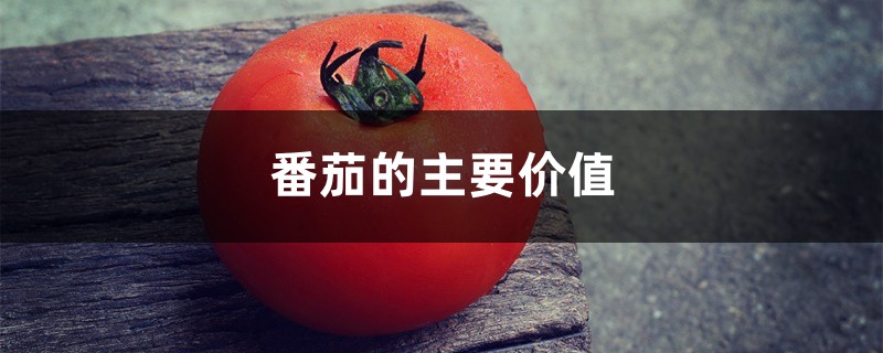 番茄的主要价值 番茄的主要价值