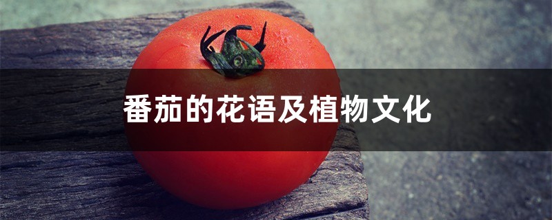 番茄的花语及植物文化 番茄的花语及植物文化