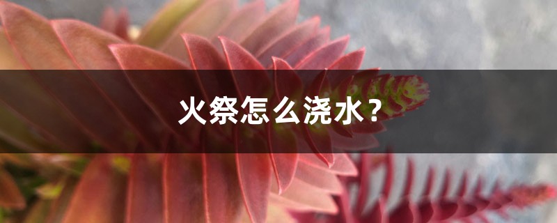 火祭怎么浇水? 火祭怎么浇水?