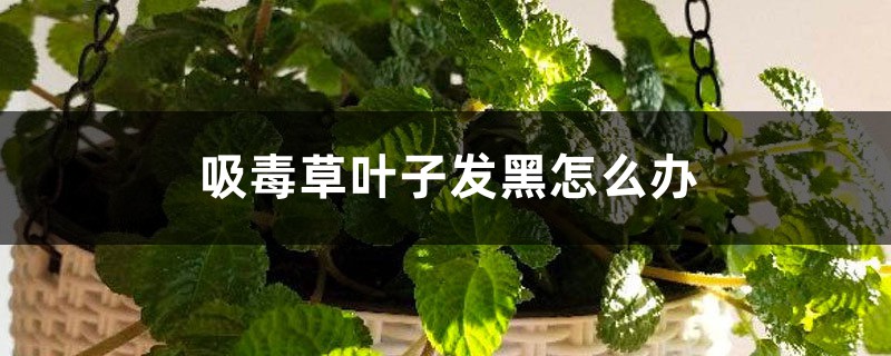 吸毒草叶子发黑怎么办 吸毒草叶子发黑怎么办
