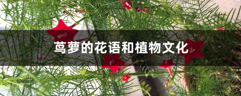 茑萝的花语和植物文化 茑萝的花语和植物文化