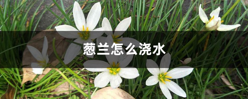 葱兰怎么浇水 葱兰怎么浇水