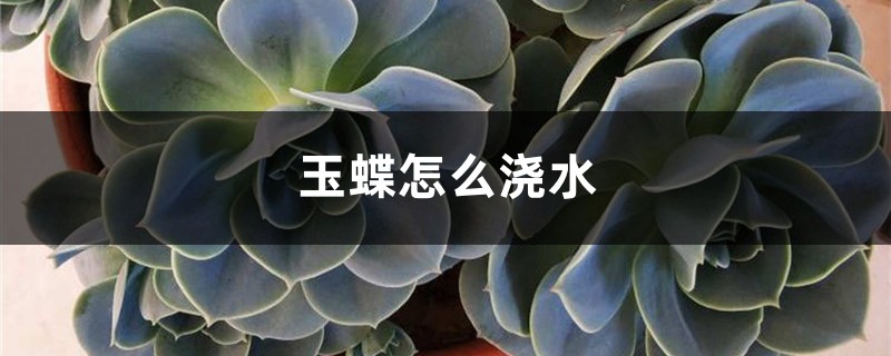 玉蝶怎么浇水 玉蝶怎么浇水