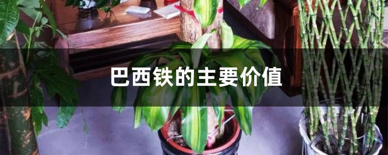 巴西铁的主要价值 巴西铁的主要价值