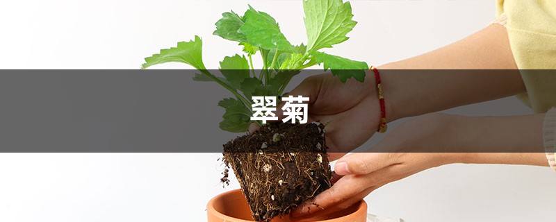 翠菊怎么施肥,这样做夏秋花朵开不停! 翠菊怎么施肥,这样做夏秋花朵开不停!