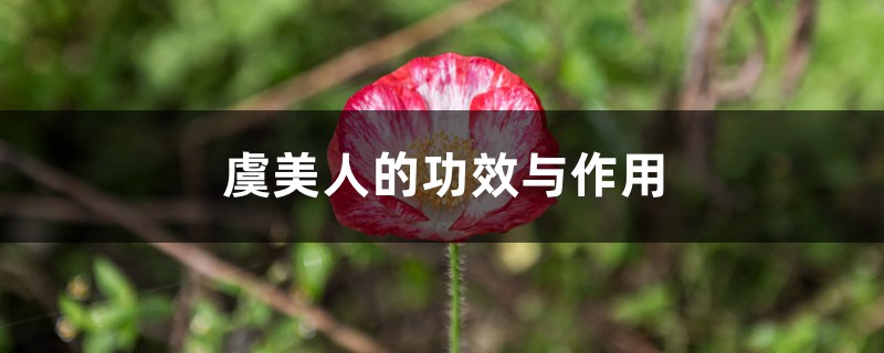 虞美人的功效与作用 虞美人的功效与作用