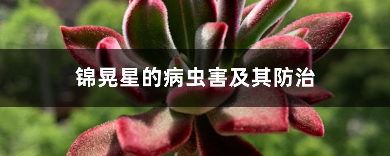 锦晃星的病虫害及其防治 锦晃星的病虫害及其防治