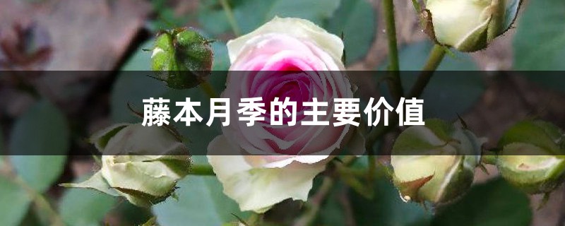 藤本月季的主要价值 藤本月季的主要价值