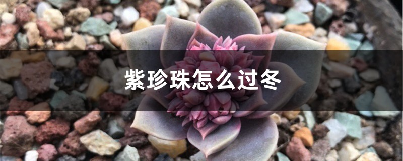 紫珍珠怎么过冬 紫珍珠怎么过冬
