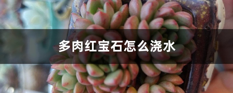 多肉红宝石怎么浇水 多肉红宝石怎么浇水