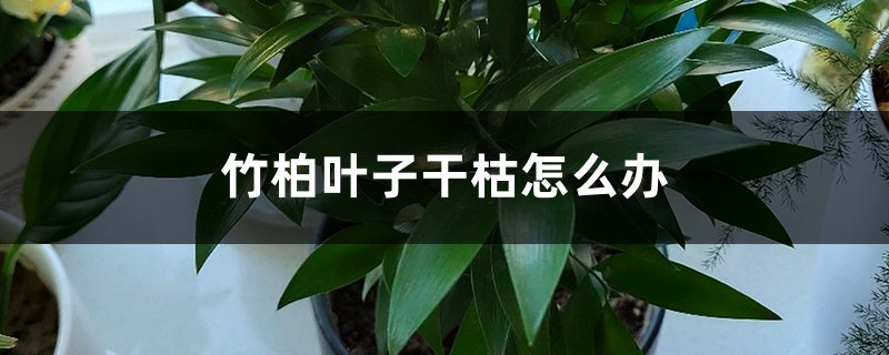 竹柏叶子干枯怎么办 竹柏叶子干枯怎么办