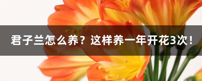 君子兰怎么养?这样养一年开花3次! 君子兰怎么养?这样养一年开花3次!