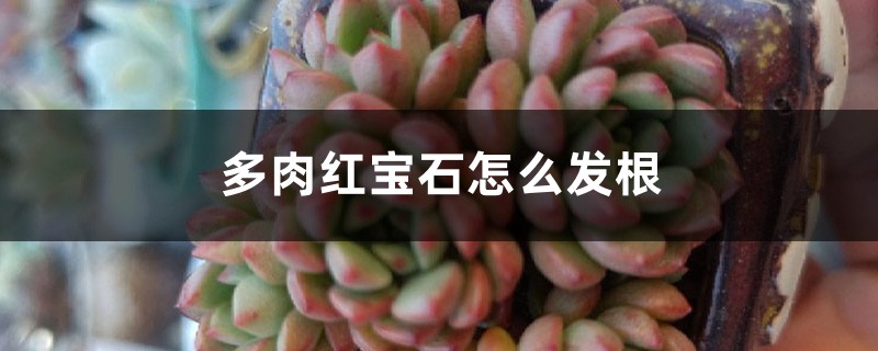 多肉红宝石怎么发根 多肉红宝石怎么发根