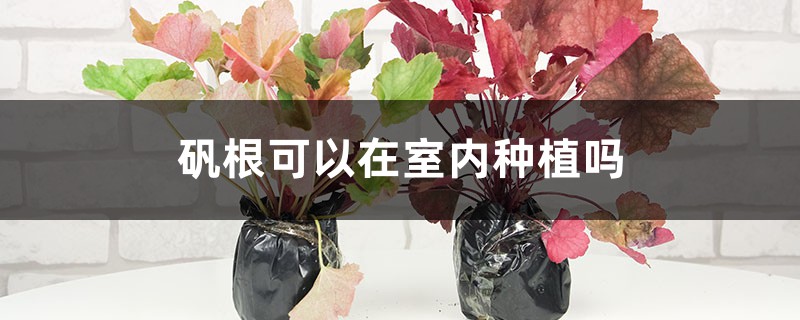 矾根可以在室内种植吗 矾根可以在室内种植吗