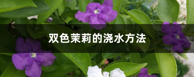 双色茉莉的浇水方法 双色茉莉的浇水方法