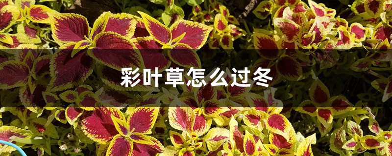 彩叶草怎么过冬 彩叶草怎么过冬