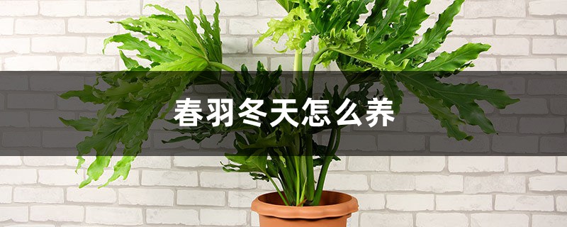 春羽冬天怎么养 春羽冬天怎么养
