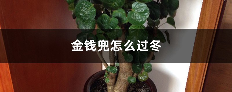 金钱兜怎么过冬 金钱兜怎么过冬