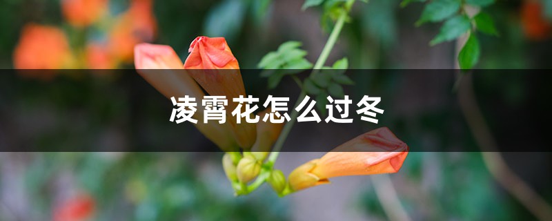 凌霄花怎么过冬 凌霄花怎么过冬