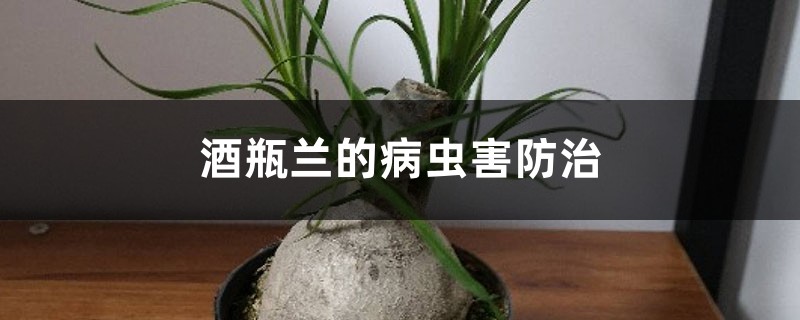 酒瓶兰的病虫害防治 酒瓶兰的病虫害防治