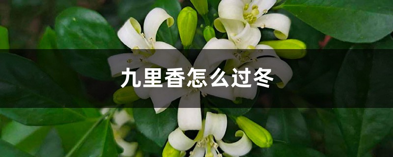 九里香怎么过冬 九里香怎么过冬