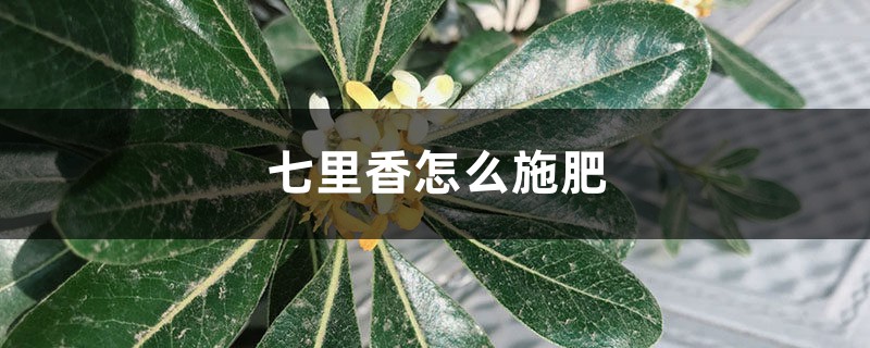 七里香怎么施肥 七里香怎么施肥